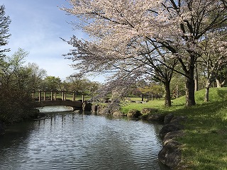 イトヨ生息 押切川公園