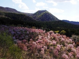 オオヤマザクラ 大塩 北塩原 桜峠